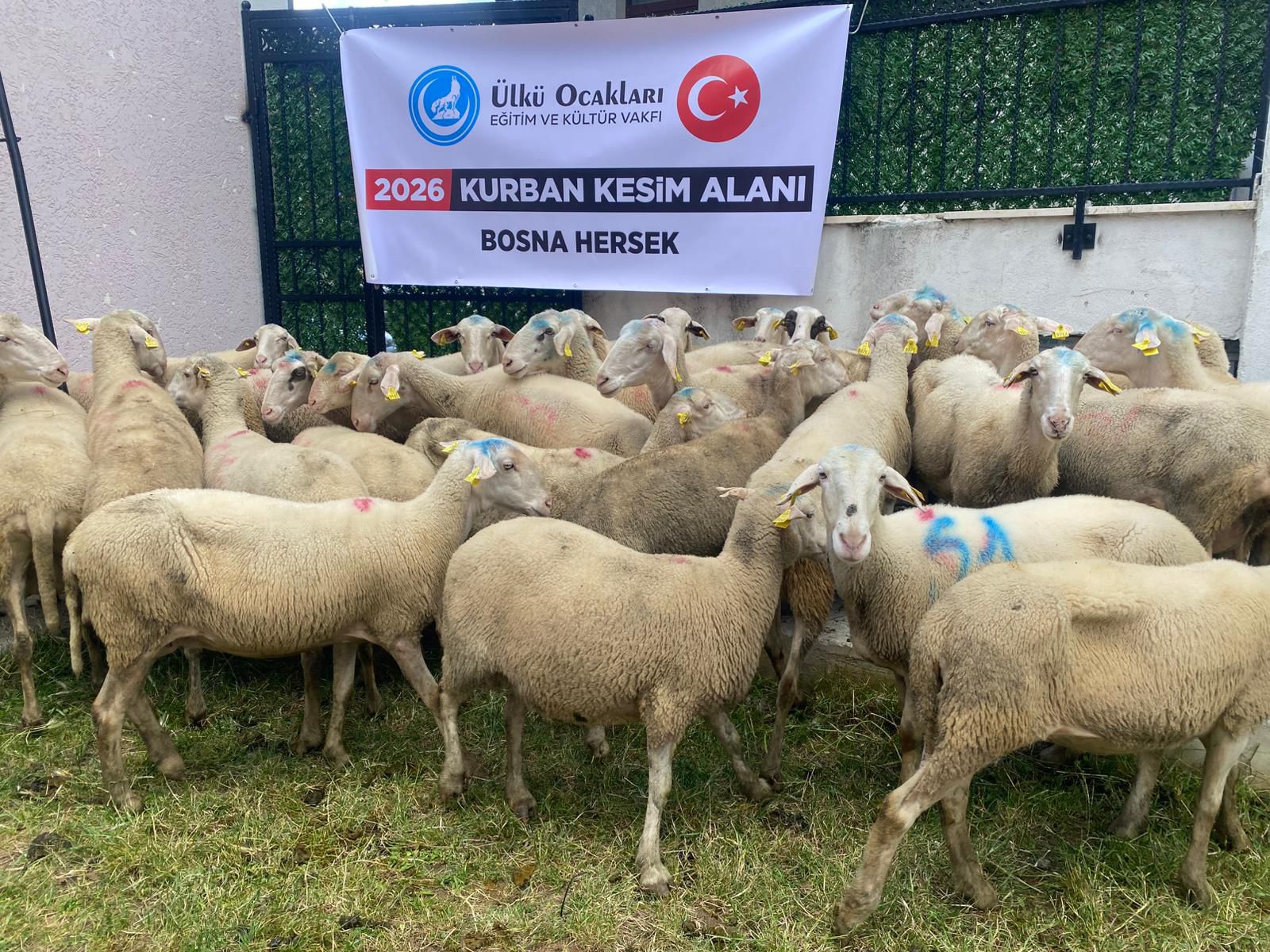 Kurban Tanıtımı